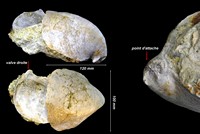 Rhynchostreon suborbiculatum